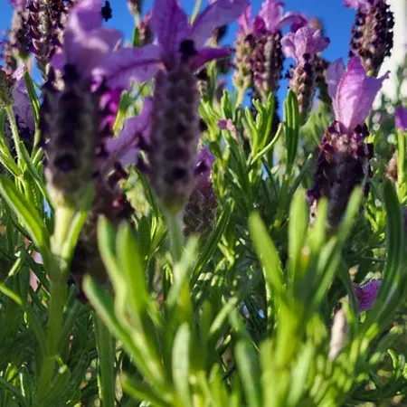 Prázdninový dům Casa Vitorino Leiria