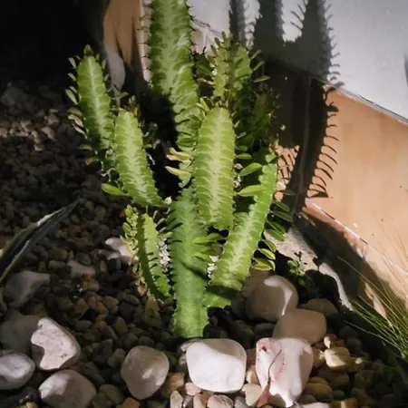 Casa Vitorino Prázdninový dům