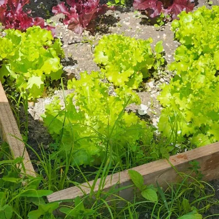 Casa Vitorino Leiria