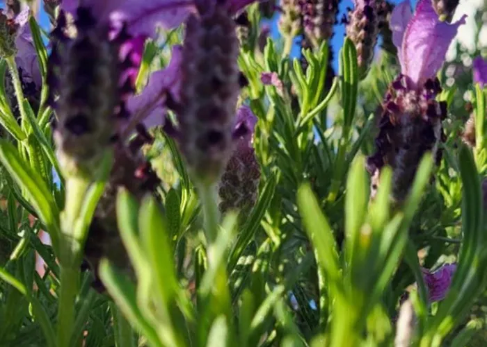 Дом отдыха Casa Vitorino Лейрия