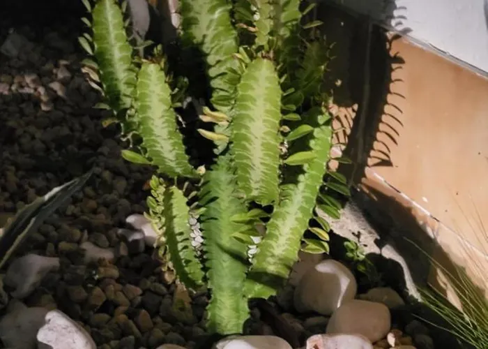 Casa Vitorino Дом отдыха