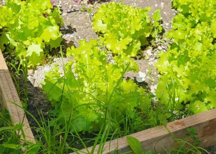 Casa Vitorino Лейрия